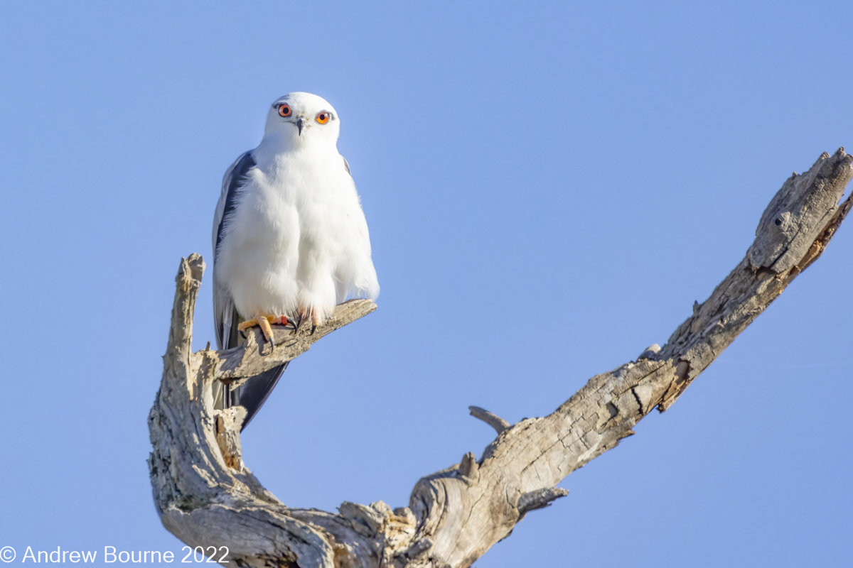 Black-shouldered Kite looking straight at the camera