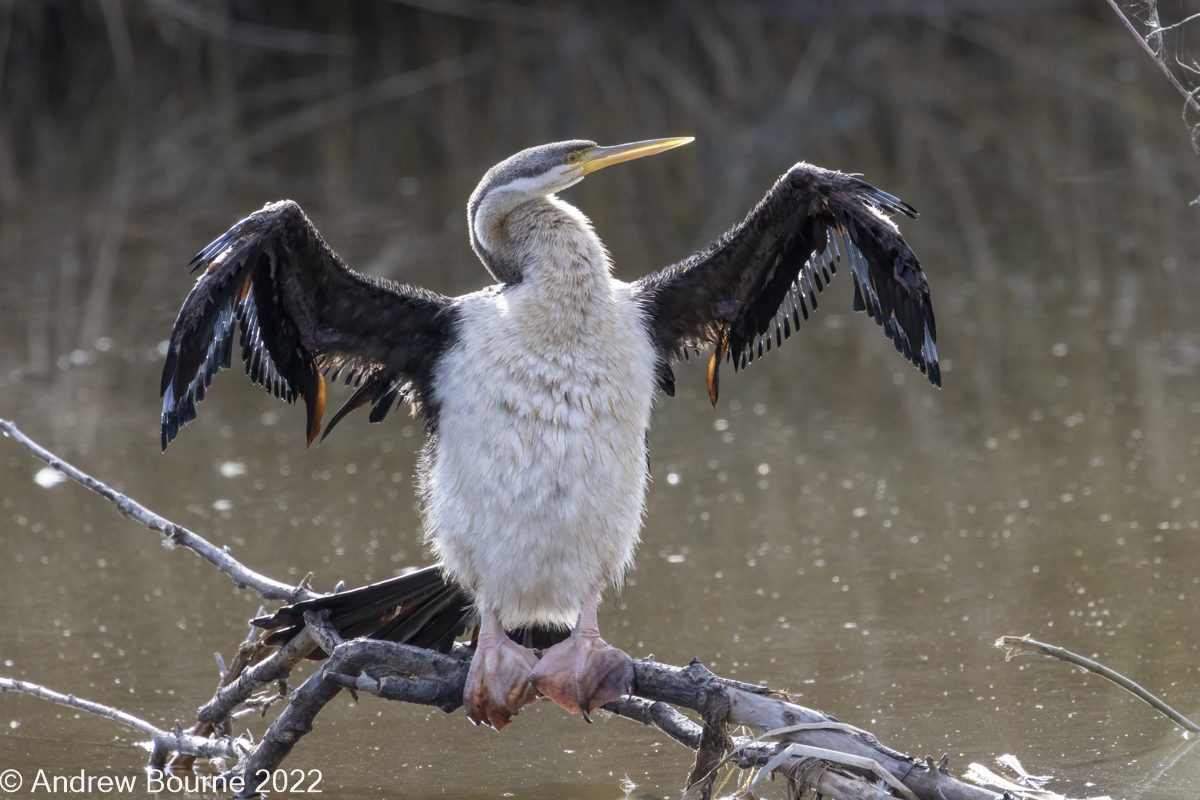 Female Darter in a heavy moult