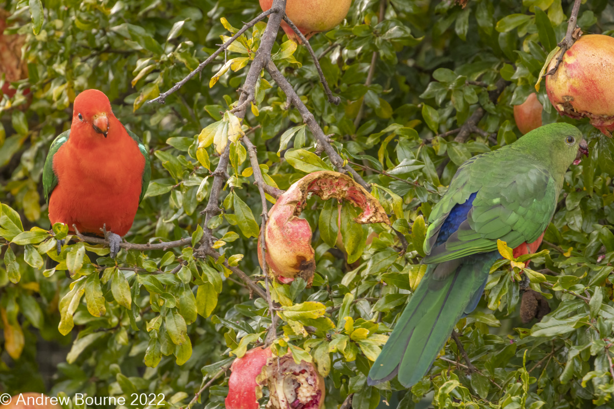 Adult Male King Parrot feasting on Pomegranate