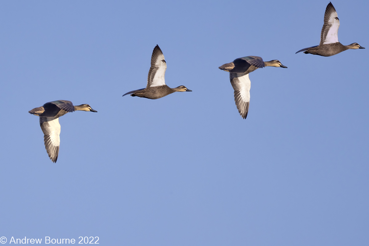 Pacific Black Ducks in flight