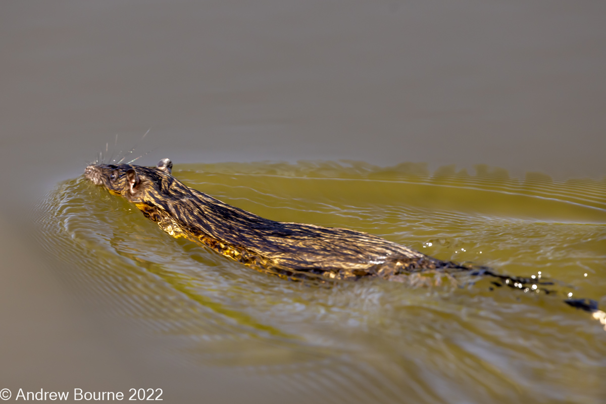 Rakali - Australian Water Rat