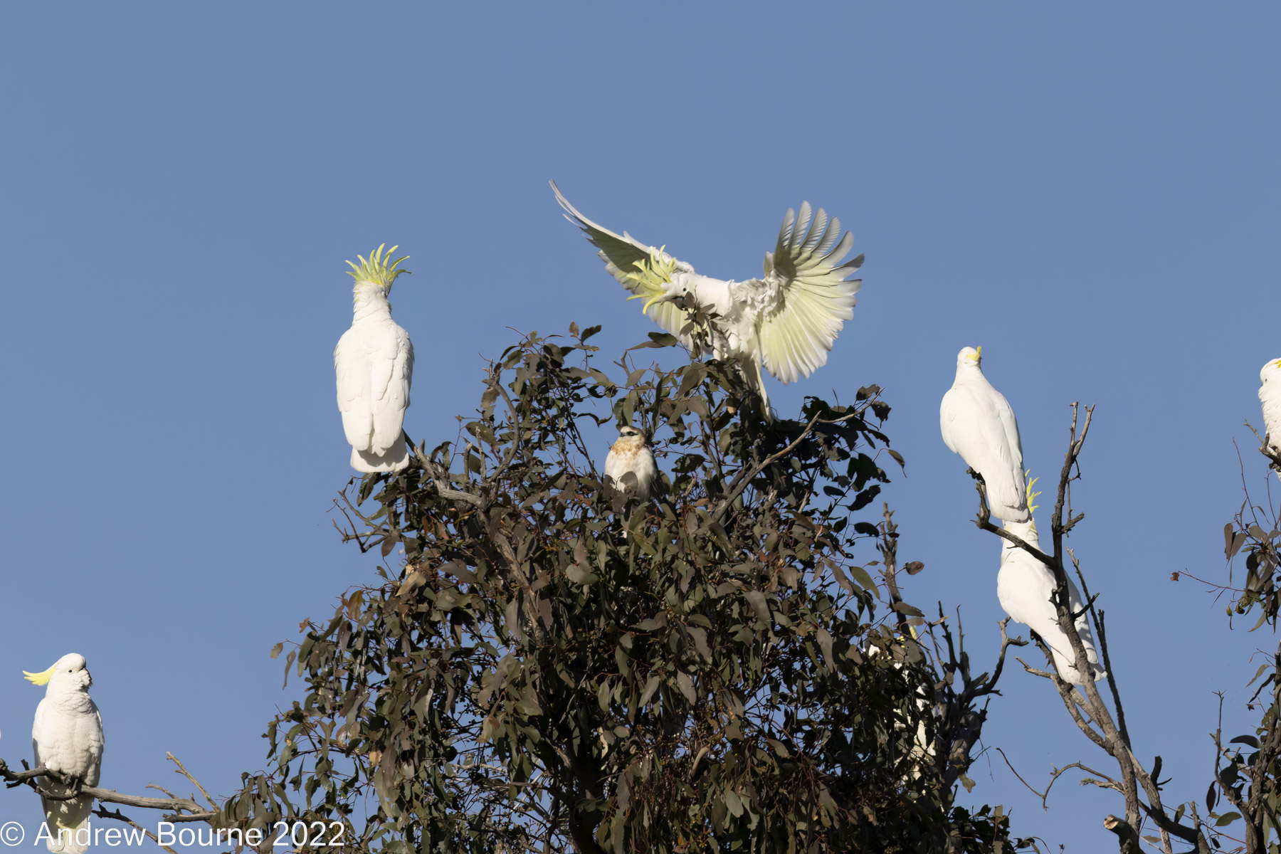Sulphur-crested Cockatoos harassing a juvenile Black-shouldered Kite