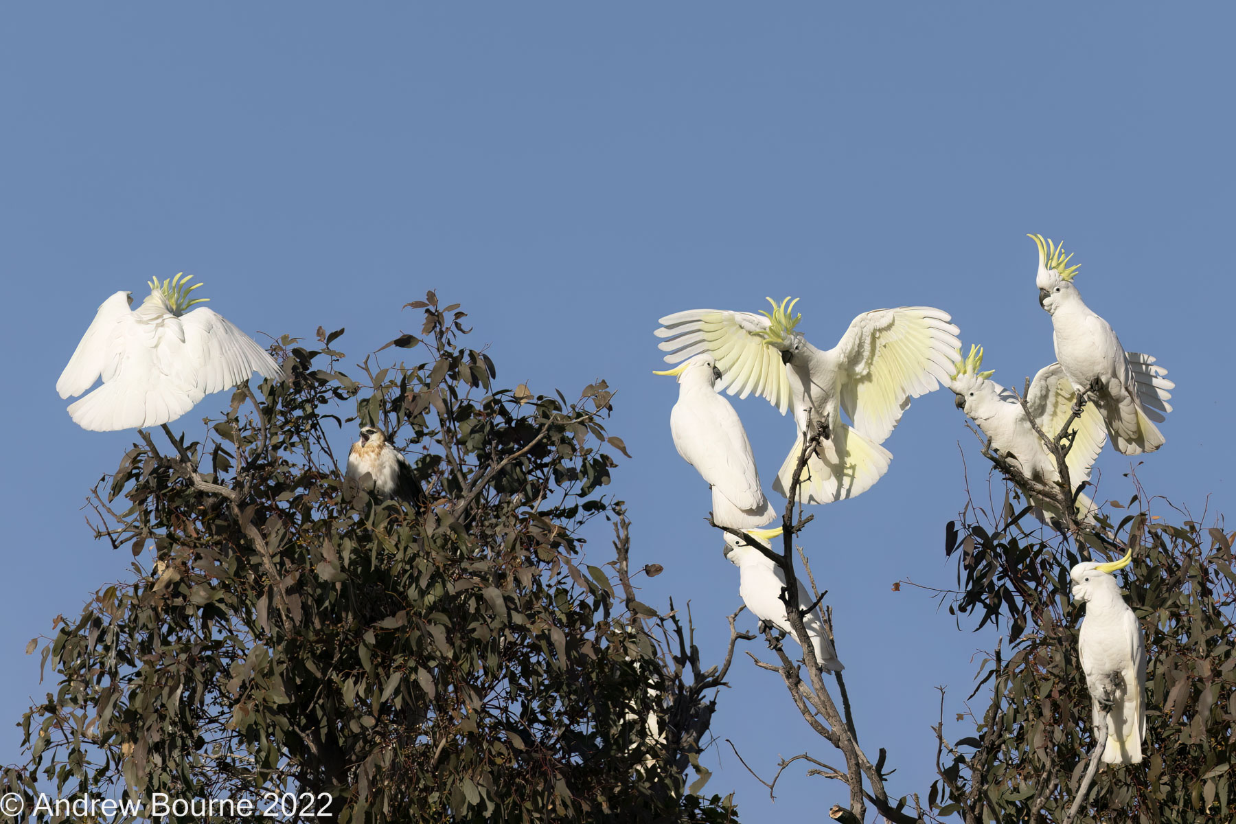 Sulphur-crested Cockatoos harassing a juvenile Black-shouldered Kite