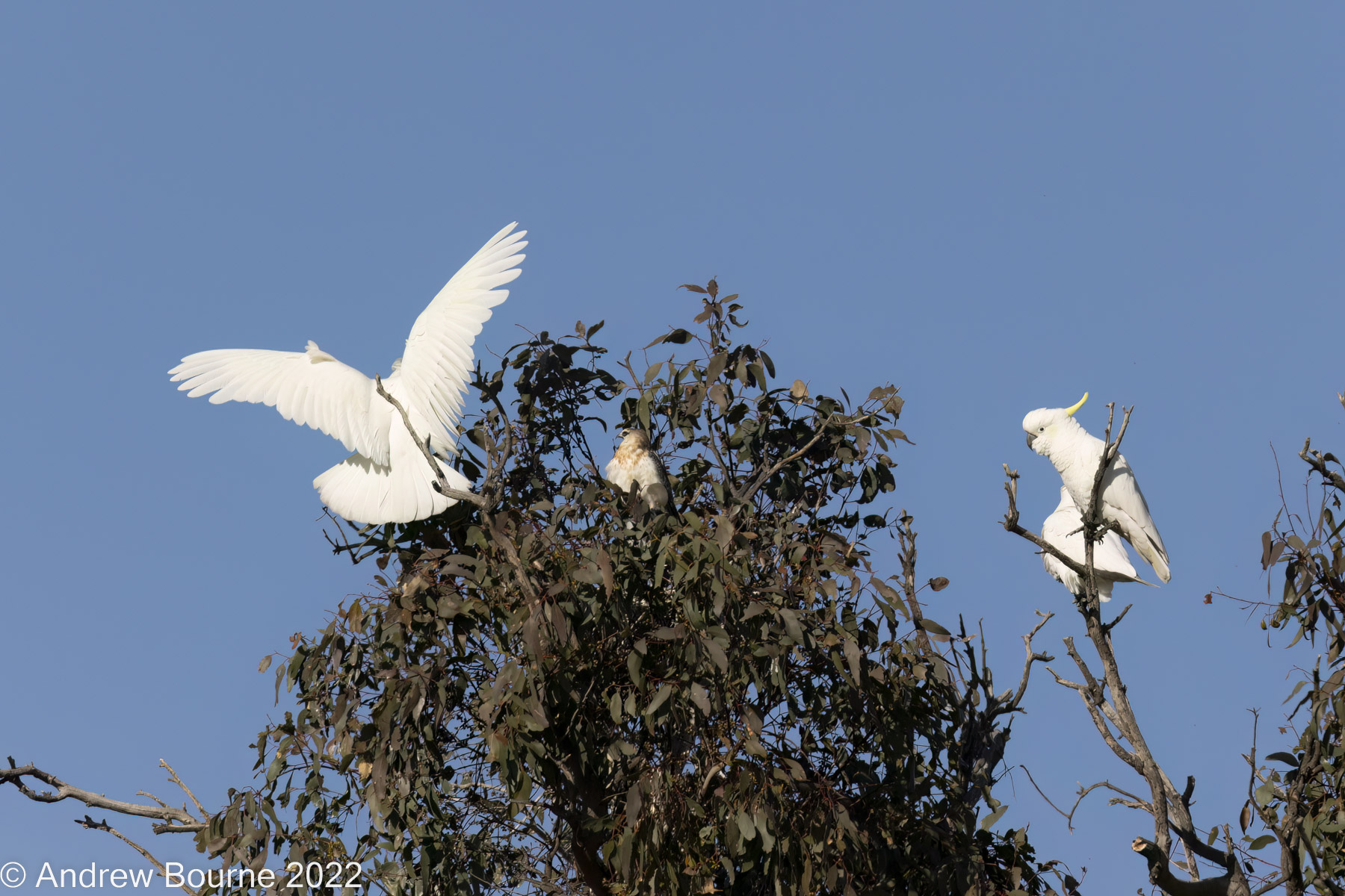 Sulphur-crested Cockatoos harassing a juvenile Black-shouldered Kite