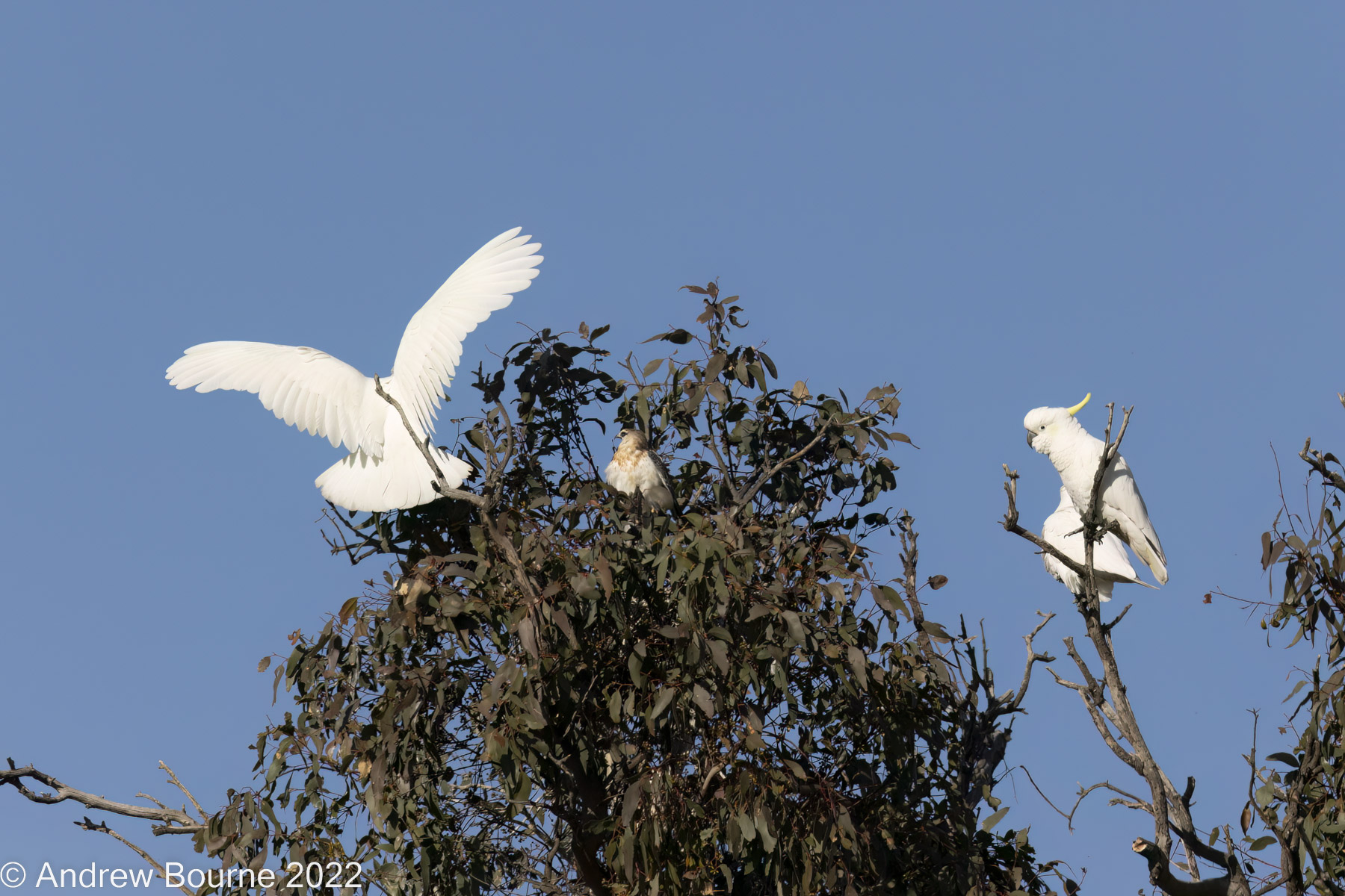 Harassing continues by the main bully cocky