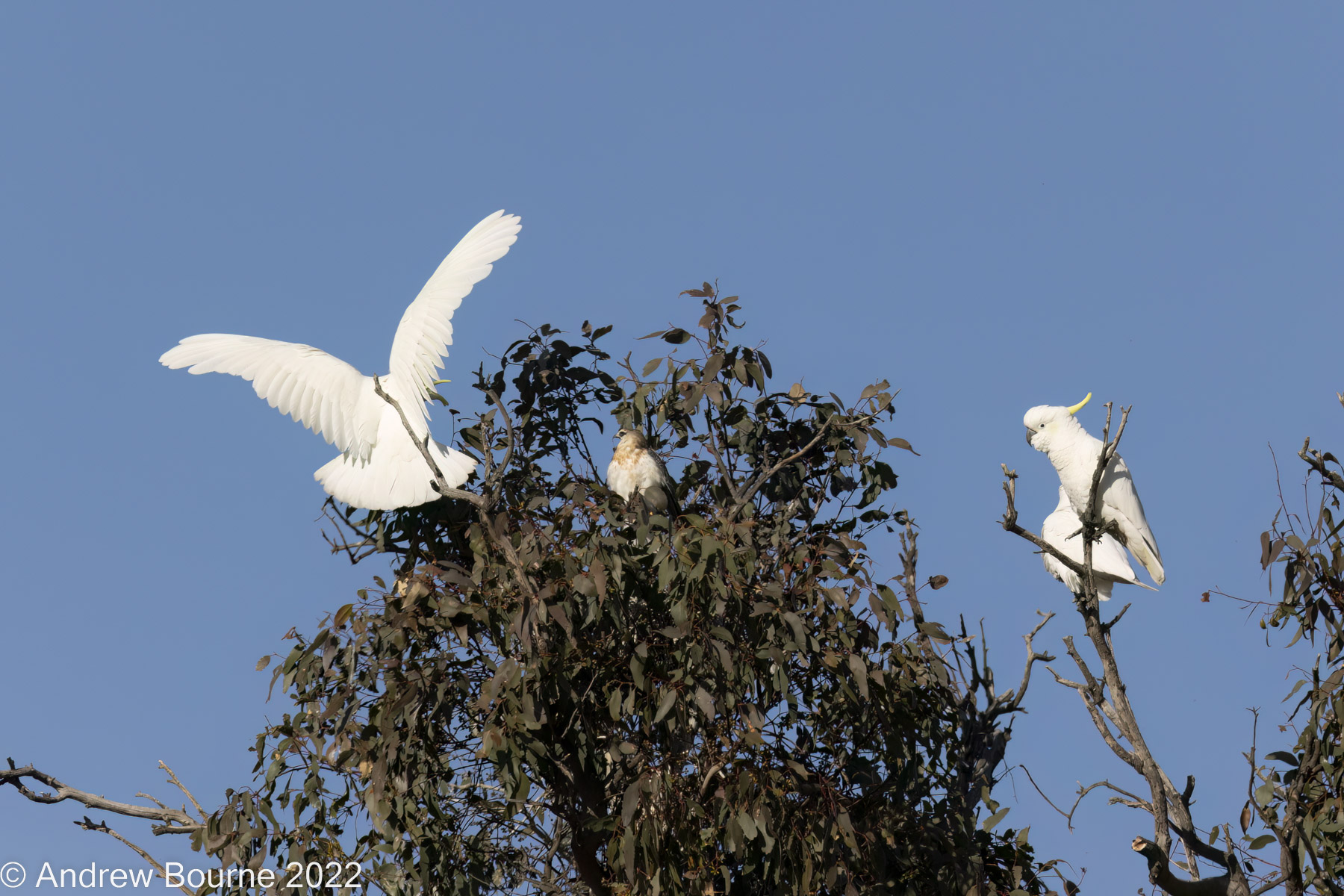 Still harassing with some reaction