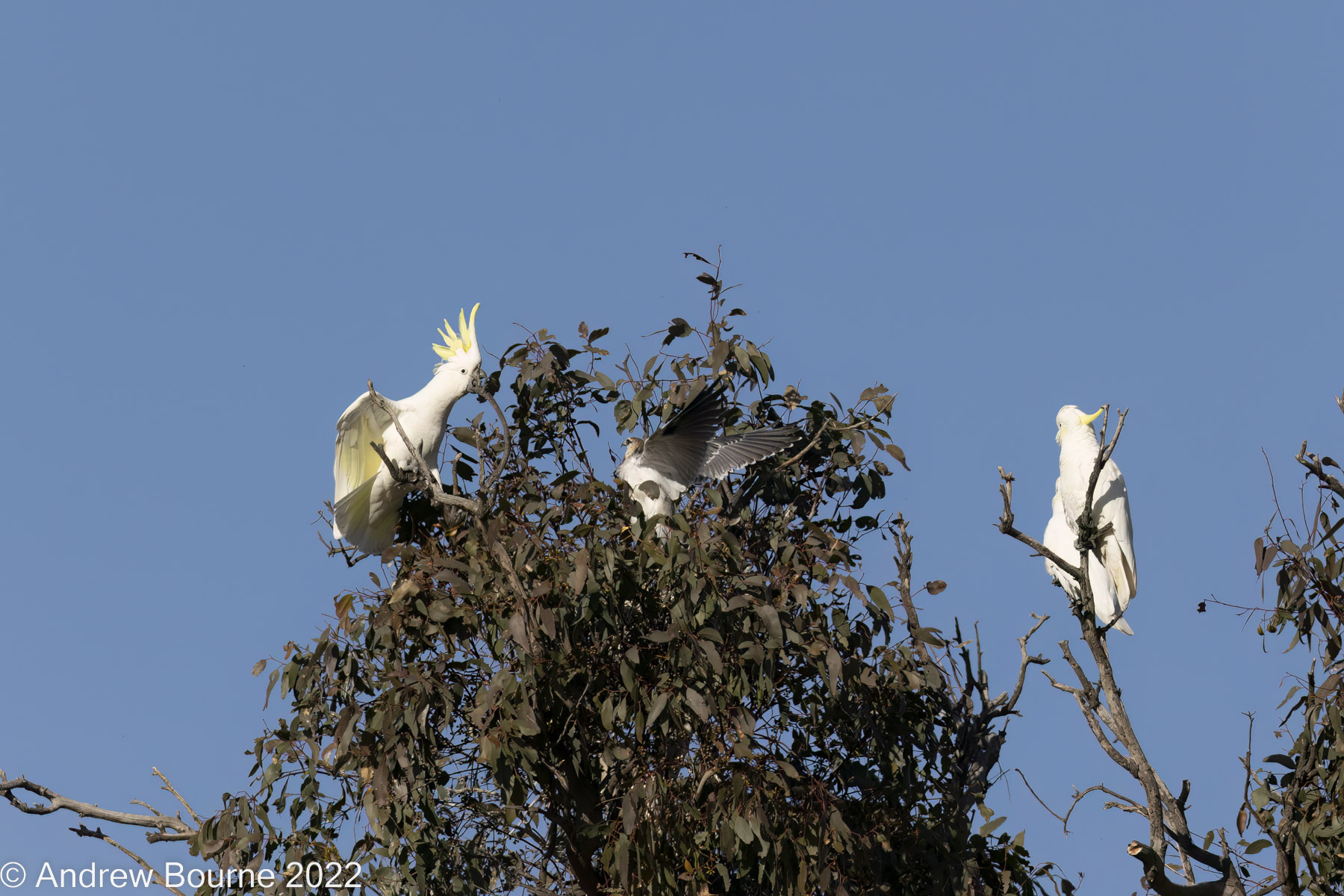 The Kite starts to fight back