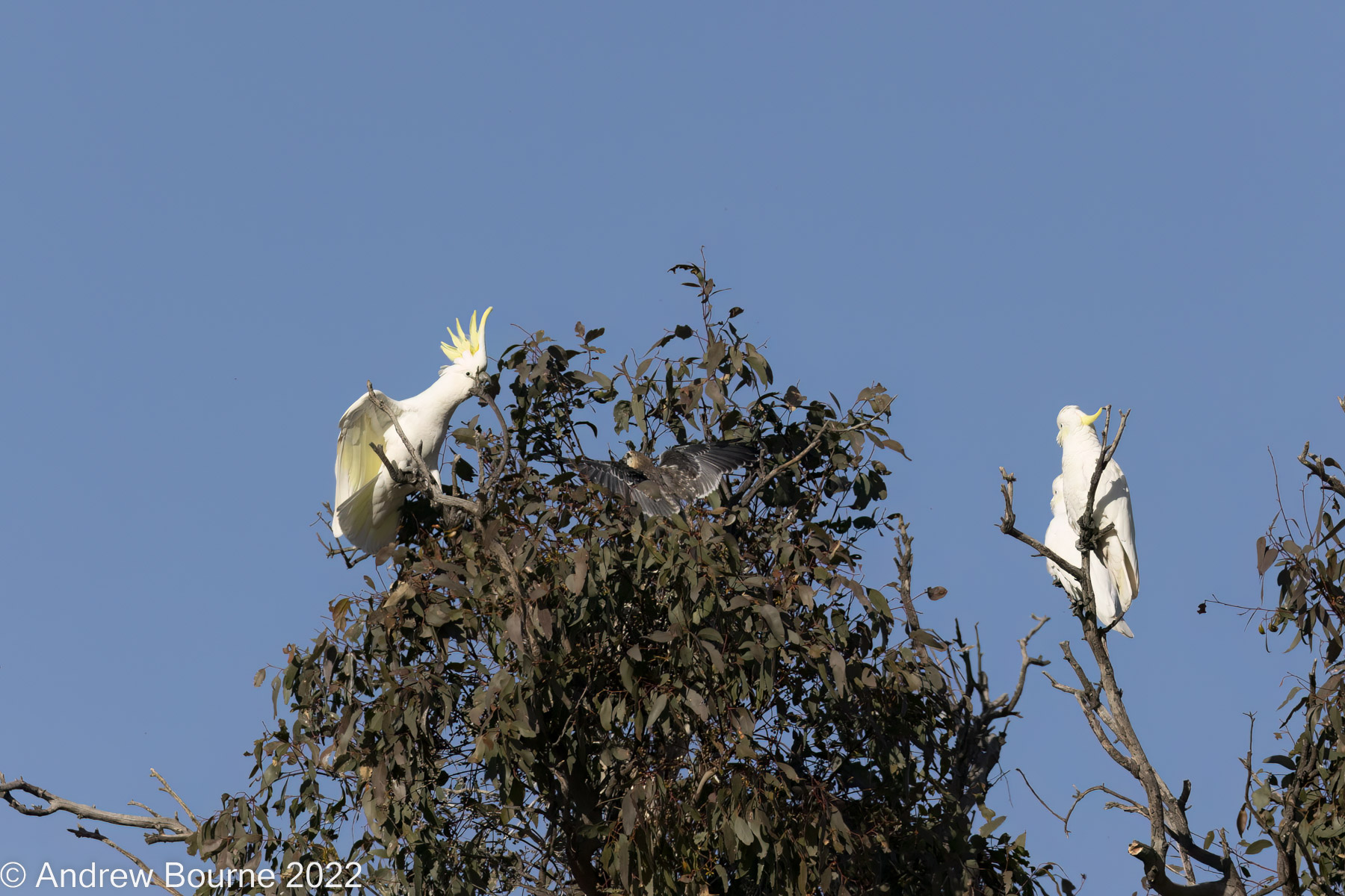 The cocky gets defensive and starts to back off back off