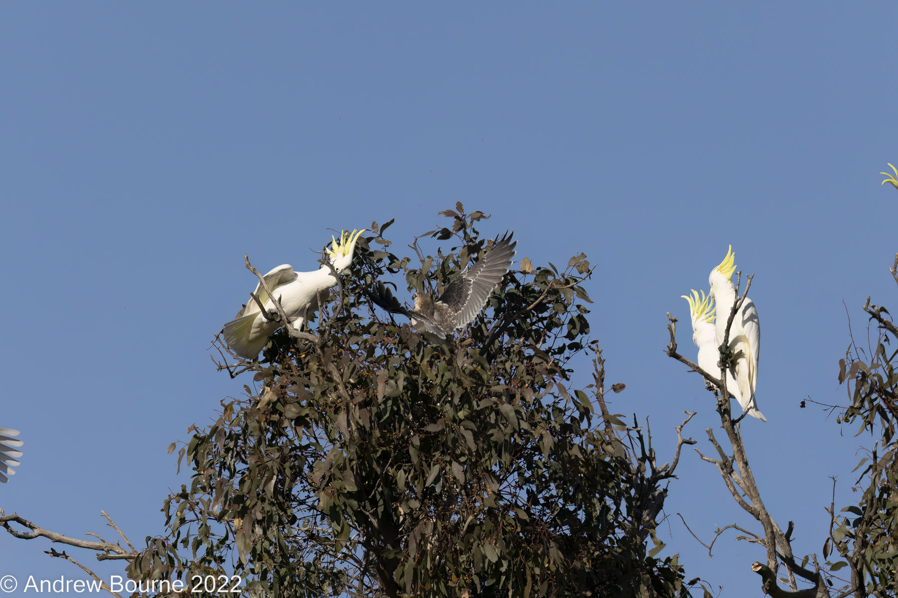 The cocky pushes back and the other two start paying more attention