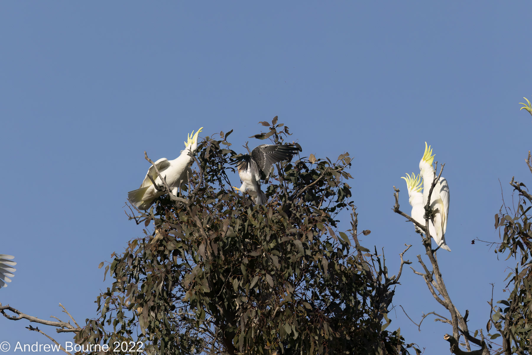 The Kite gets BIG and menacing and everone is paying more attention