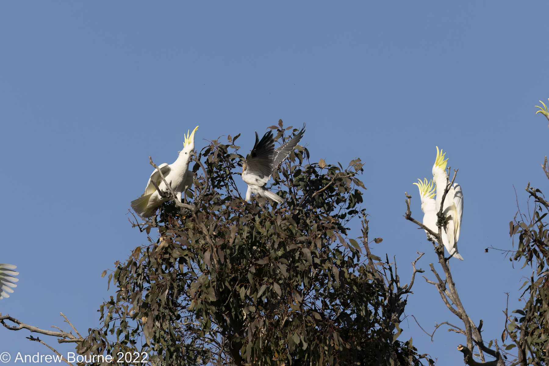 The Kite going at the tormentor