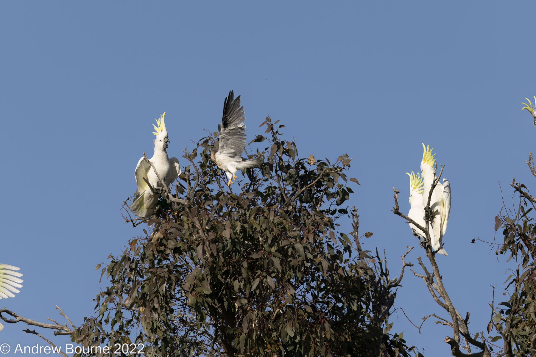 He is fast and he can fly