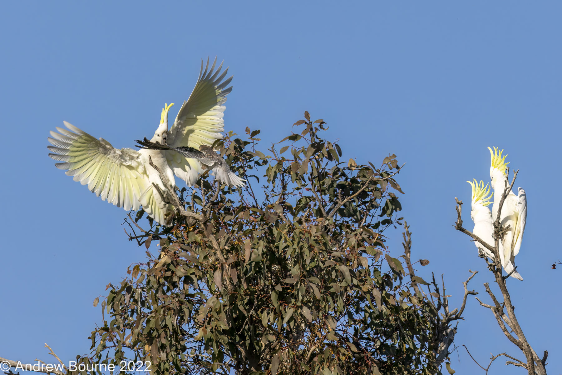 Maybe I can scare him with this display