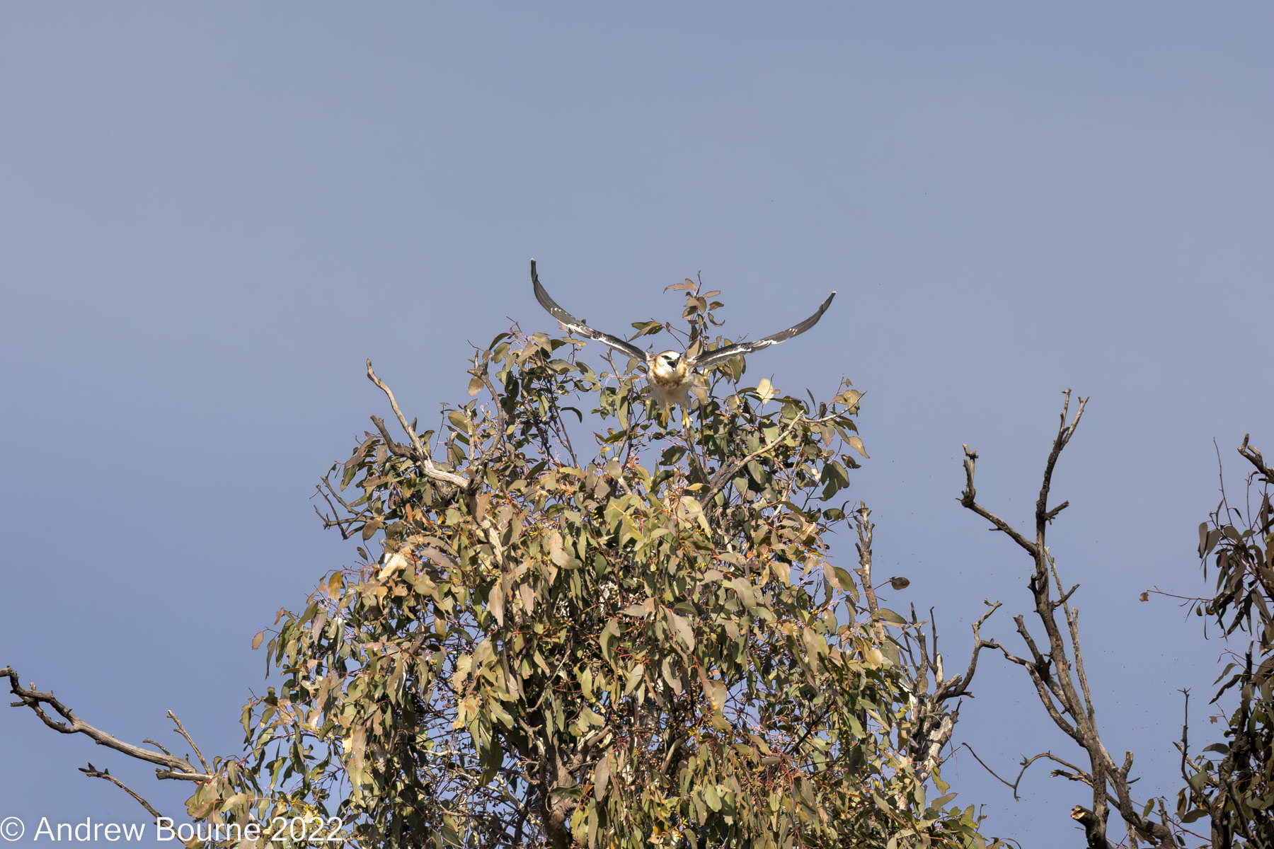 The juvenile Black-shouldered Kite flying away after the ordeal