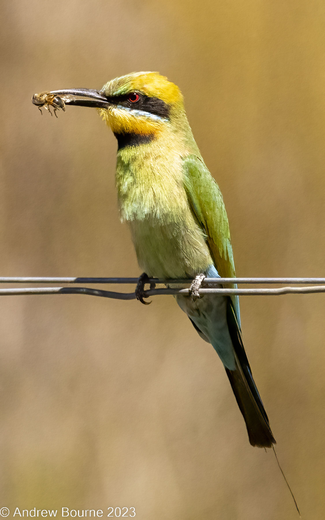 Rakali - Australian Water Rat